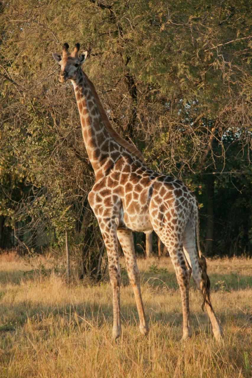Tzaneen Country Lodge Luaran gambar